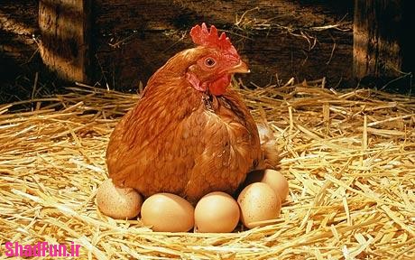 مرغی که با سر بریده زنده بود+عکسهایش,مرغی که با سر بریده زنده بود+عکس, تخم مرغ, عکس حیوانات, عکس مرغ و خروس, عکس پرندگان, مرغ, مرغ بدون سر