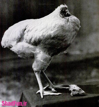 مرغی که با سر بریده زنده بود+عکسهایش,مرغی که با سر بریده زنده بود+عکس, تخم مرغ, عکس حیوانات, عکس مرغ و خروس, عکس پرندگان, مرغ, مرغ بدون سر