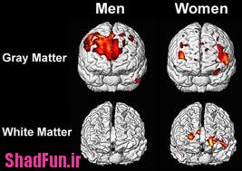 تفاوتهای بین مغز زنان و مردان در چیست+عکس,تفاوتهای بین مغز زنان و مردان در چیست,تفاوت مغز, تفاوت مغز زنان با مردان, تفاوت مغز مرد با زن, دانشمندان, در مورد زنان و مردان, زنان, ساختار مغز, ساختار مغز زنان, ساختار مغز مردان, فان پی سی, مردان, مغز, مغز زنان, مغز زنان و مردان, مغز مردان