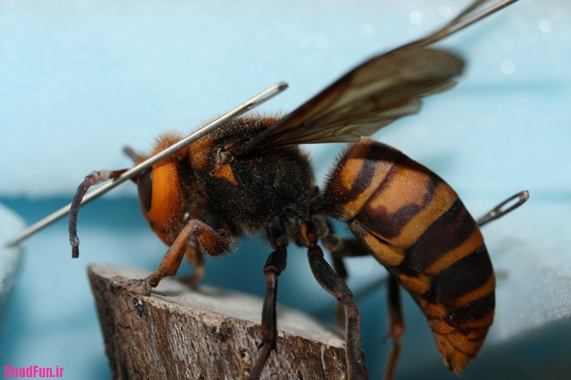 آیا کشنده ترین حشره جهان را میشناسید؟+عکس,آیا کشنده ترین حشره جهان را میشناسید,کشنده ترین حشره جهان, عکس کشنده ترین حشره, حشره, کشنده, زنبور کشنده, زنبور, عکس حشره
