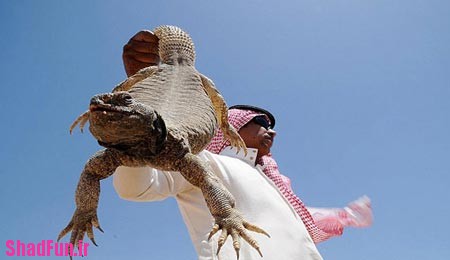 مرد عربستانی که مارمولک زنده می خورد+عکسها,مرد عربستانی که مارمولک زنده می خورد,خوردن مارمولک توسط مرد عربستانی,عربستانی مارمولک خور,مارمولک خردن,مارمولک خورد این مرد,مارمولک خوردن مرد عربستانی